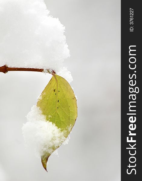 An image of green leaf and snow. An image of green leaf and snow