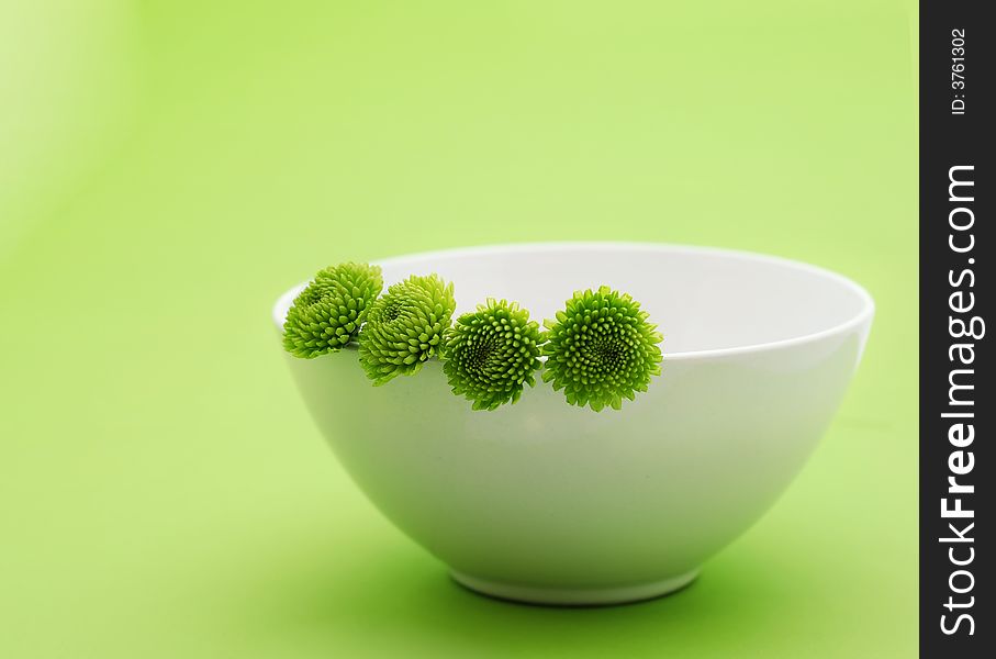 Spring green flower in the white bowl on green background with copyspace. Spring green flower in the white bowl on green background with copyspace