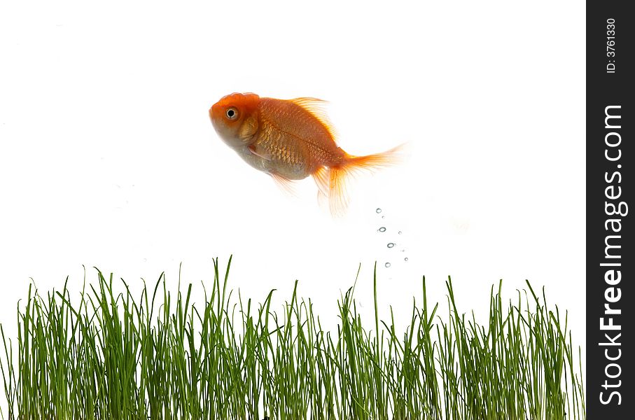 An image of fresh grass an goldfish. An image of fresh grass an goldfish