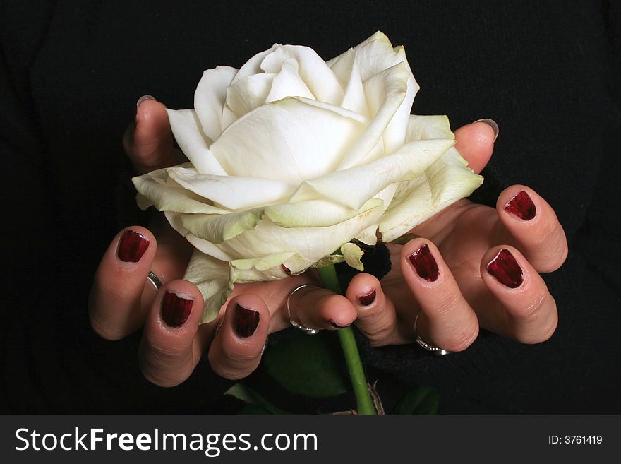 Two hands supporting a white rose. Two hands supporting a white rose.
