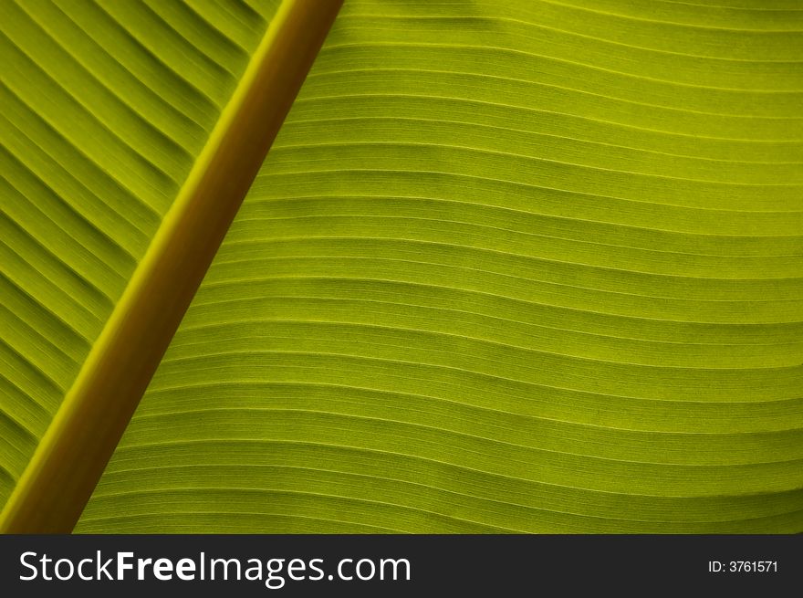 Banana Palm Leaf Closeup
