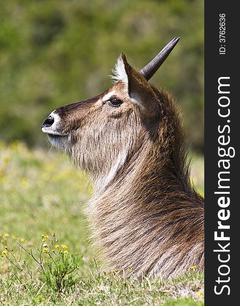 Head portrait of a young waterbuck ram