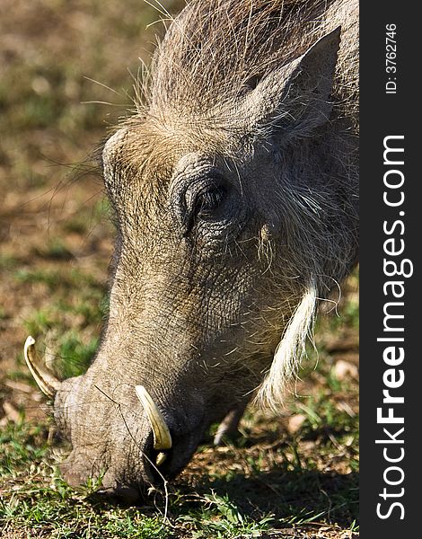 Portrait of warthog that is busy grazing. Portrait of warthog that is busy grazing