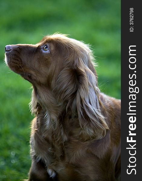 Side view of a wonderful springer spaniel, which is both a shooting dog and a pet. Side view of a wonderful springer spaniel, which is both a shooting dog and a pet