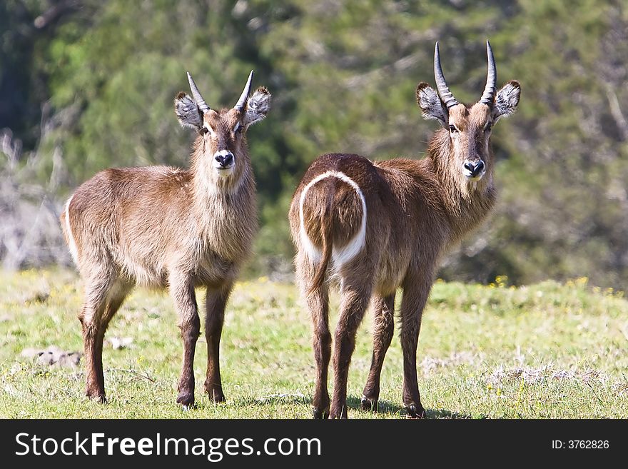 Two young waterbuck calves in grass gazing. Two young waterbuck calves in grass gazing
