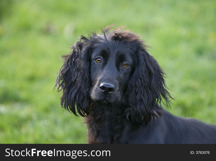 Black Springer Spaniel which is both a shooting dog and a loving pet