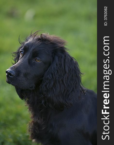 Loving gaze of a black Springer Spaniel. Loving gaze of a black Springer Spaniel