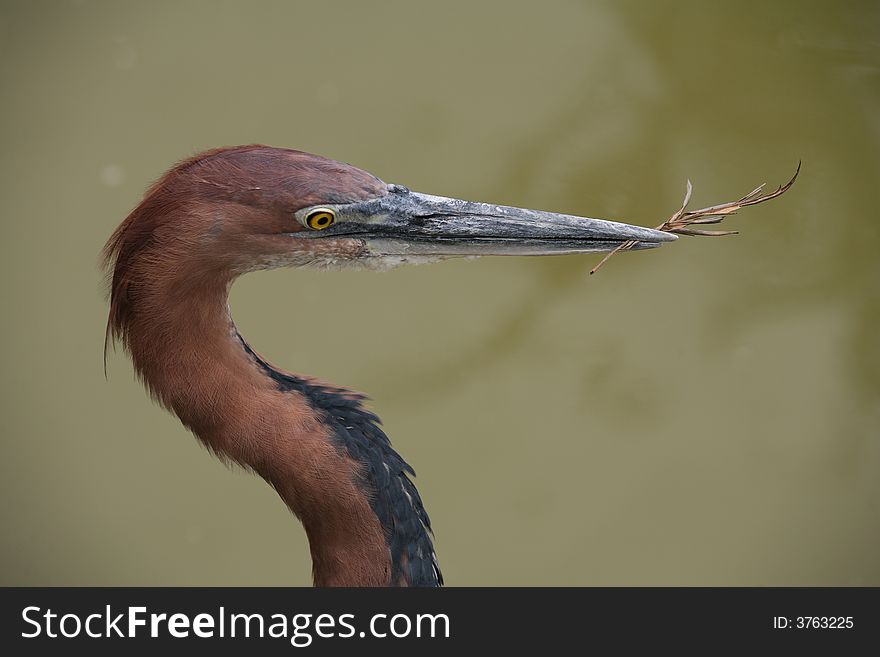 Giant heron bird from africa with a twig in his beak