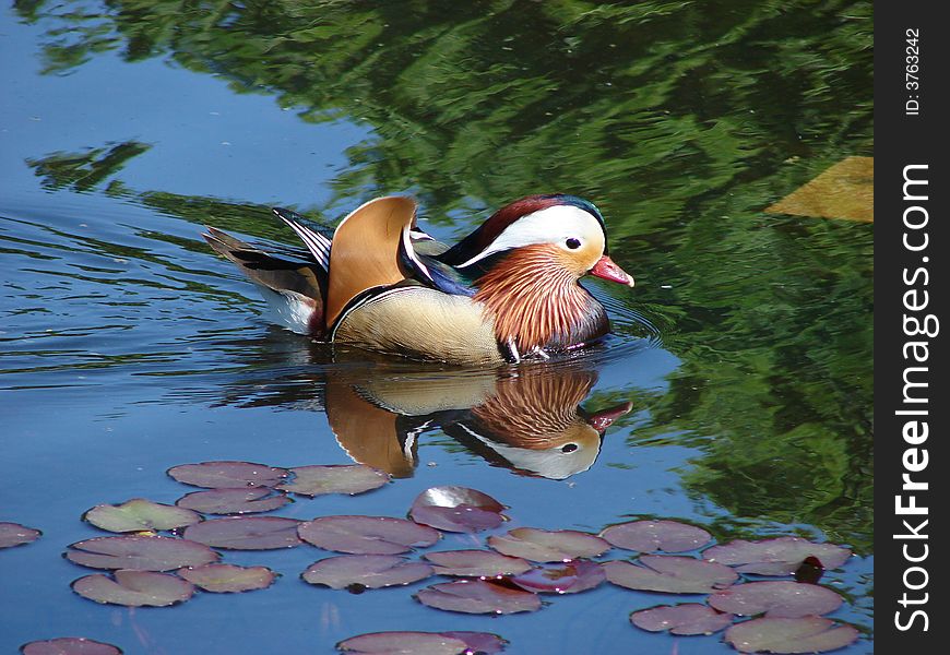 Beautiful bird on wood lake