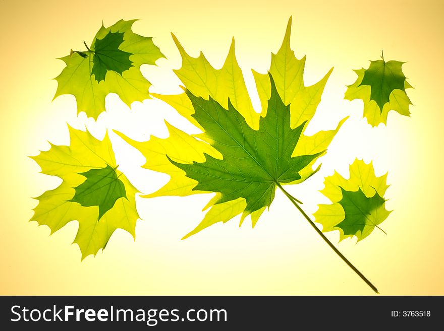 Yellow and green Maple leaves arranged in a swirling pattern. Yellow and green Maple leaves arranged in a swirling pattern.