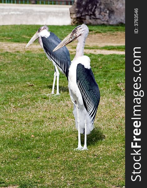 Two maribou storks at the Henry Vilas zoo in Madison, Wisconsin