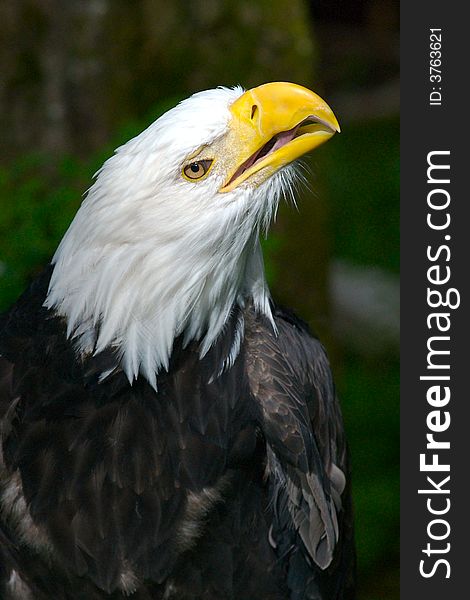 American Bald Eagle looking up