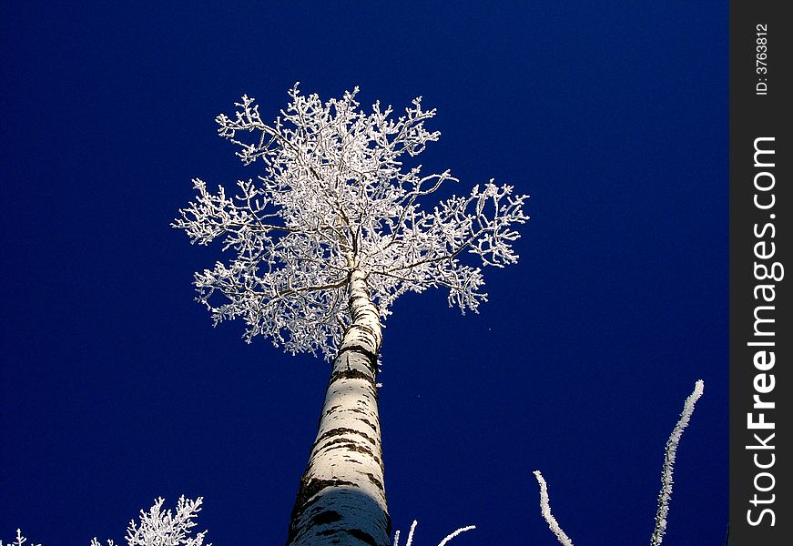 Frost Covered Tree against deep blue sky winter in Alberta Canada