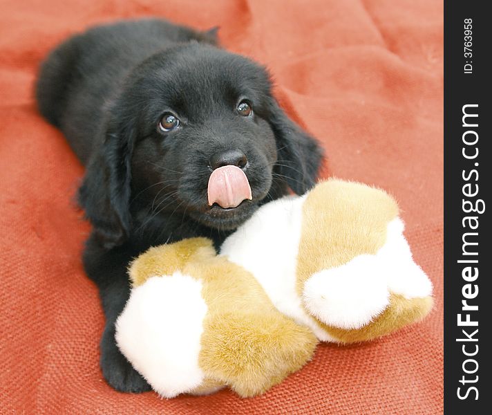 Purebred newfoundland puppy laying on a blanket and playing with a toy