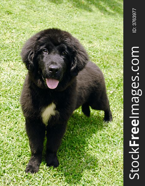Purebred newfoundland puppy standing in the grass