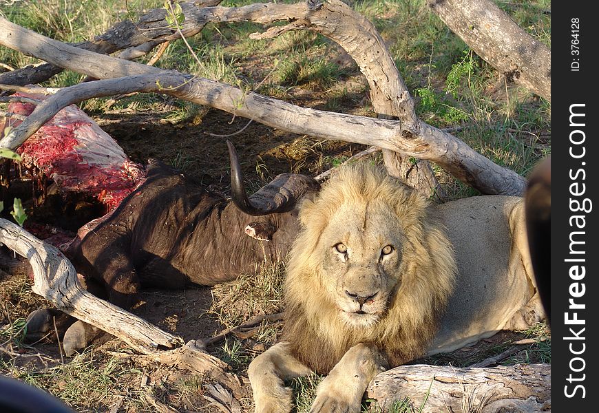 African lion with buffalo