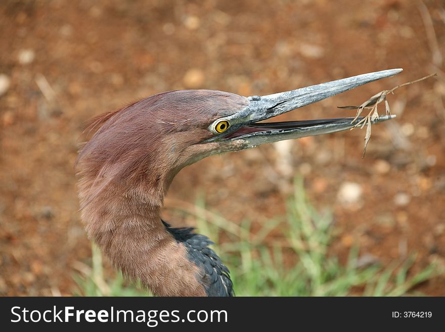 Giant heron with his beak open after picking up a twig or stick. Giant heron with his beak open after picking up a twig or stick