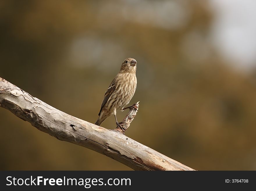 Perched on a branch near my feeder. Perched on a branch near my feeder.