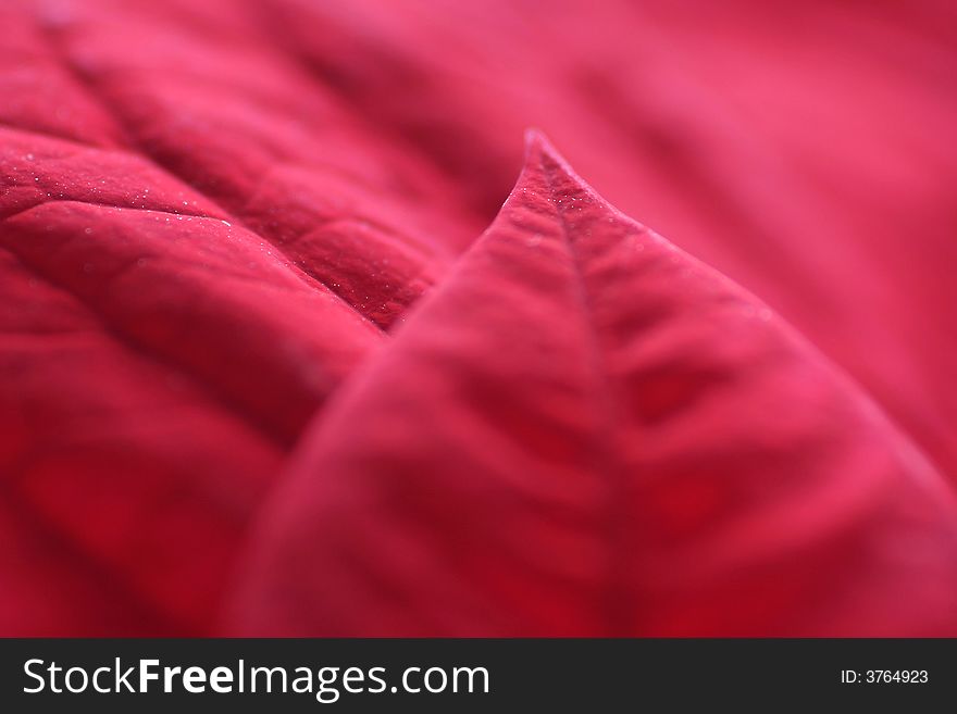 Closeup on beutiful poinsettia leaves from christmas. Closeup on beutiful poinsettia leaves from christmas