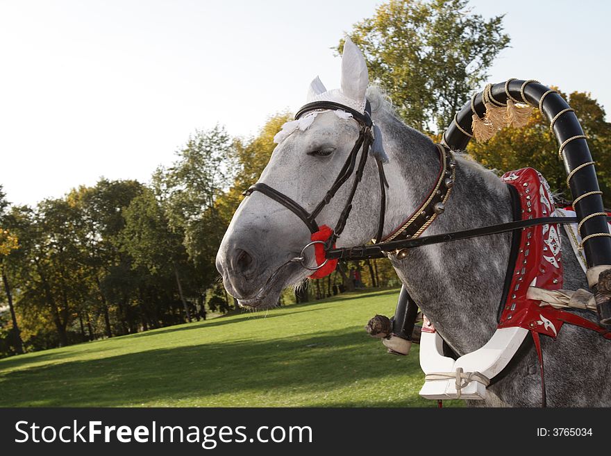 The grey horse is walking in the park