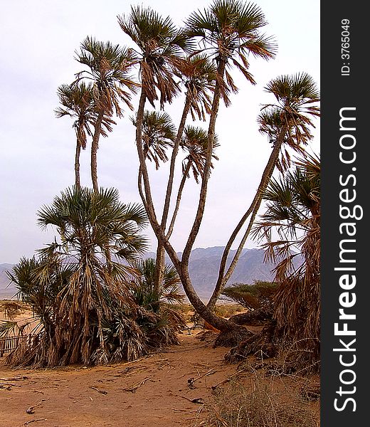 Palms Deqalim in desert Arava. Palms Deqalim in desert Arava