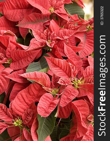 Close up of Christmas flowers poinsettias in red and green