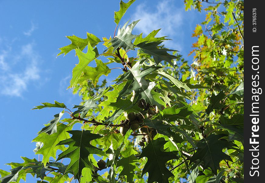 Oak tree twig against a background blue sky
