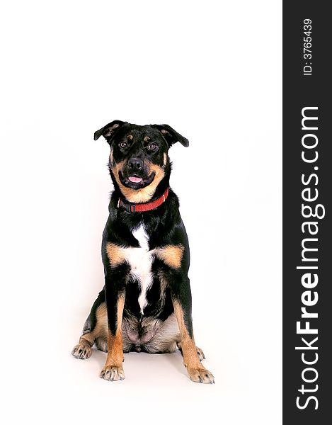 An expressive young rottweiler dog photographed over a white background.