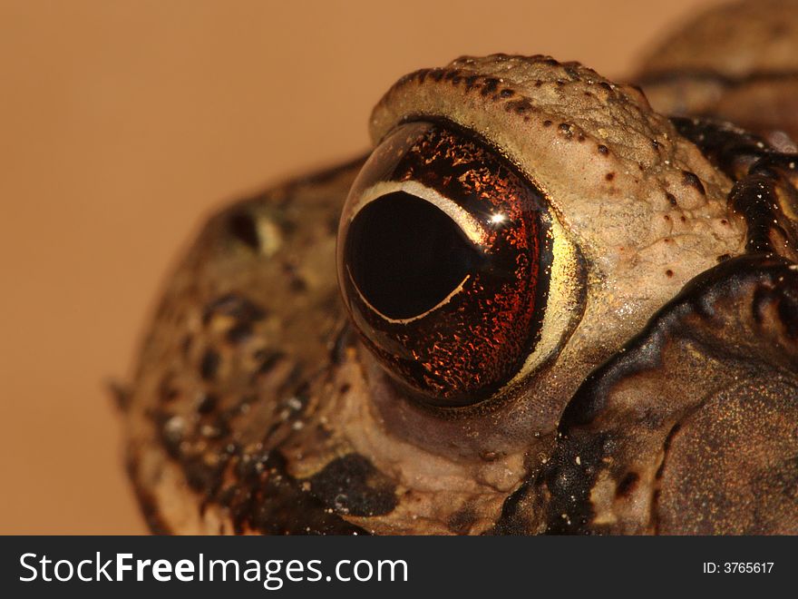 A Toad's Eye View