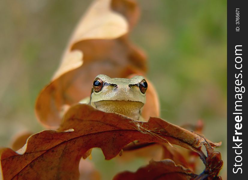 Sylvan frog on a dry leaf. Sylvan frog on a dry leaf.