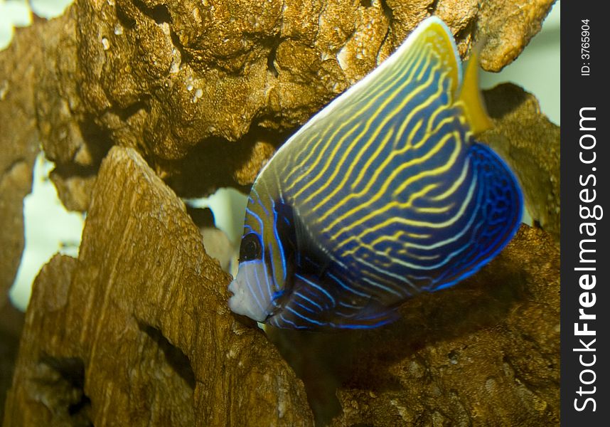 beautiful salt water tropical fish