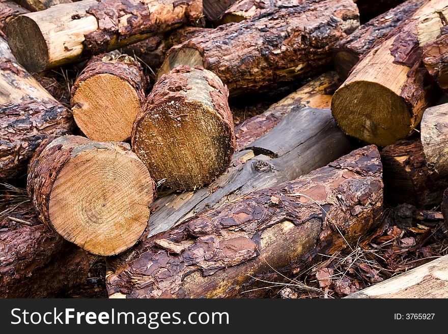 A bunch of wet logs, cutted recently. A bunch of wet logs, cutted recently