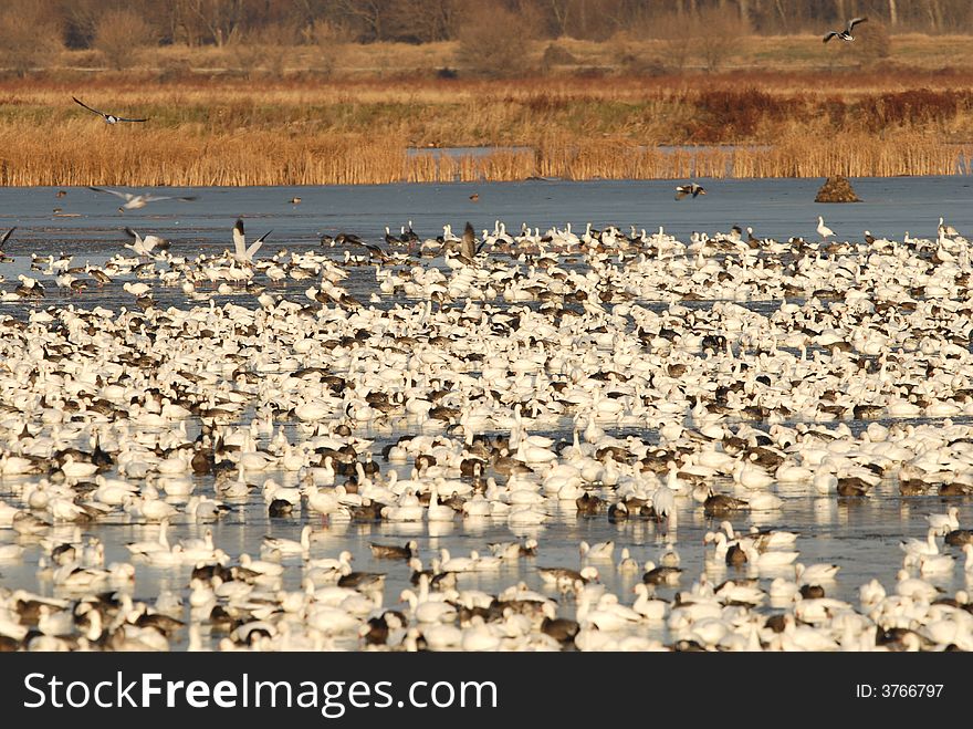 Flock Of Snow Geese