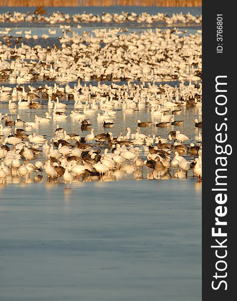 A large flock of snow geese rest in the calm waters of a wildlife refuge until morning. A large flock of snow geese rest in the calm waters of a wildlife refuge until morning.