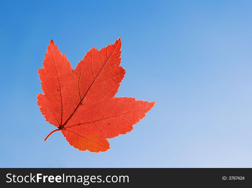 Red Maple Leaf on blue sky
