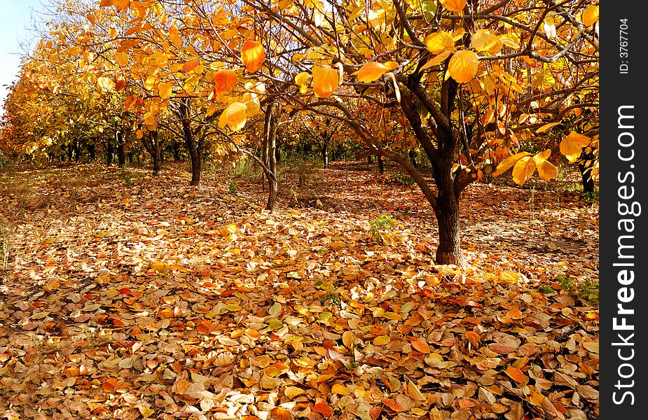 Orange leaves on a plantation trees at autumn. Orange leaves on a plantation trees at autumn