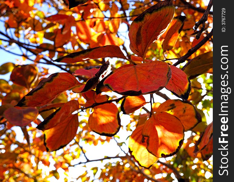 Orange leaves on a plantation trees at autumn. Orange leaves on a plantation trees at autumn