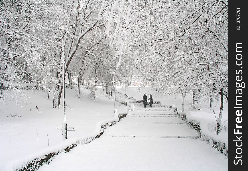 Snowy Parkland