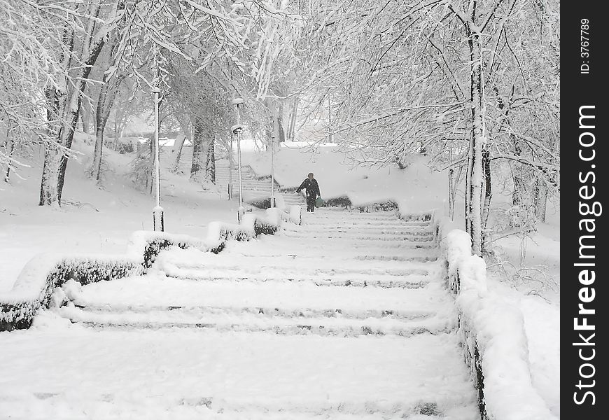 Snowy Parkland