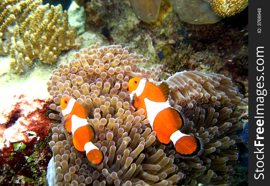 A couple of clown fish by their nest. A couple of clown fish by their nest.
