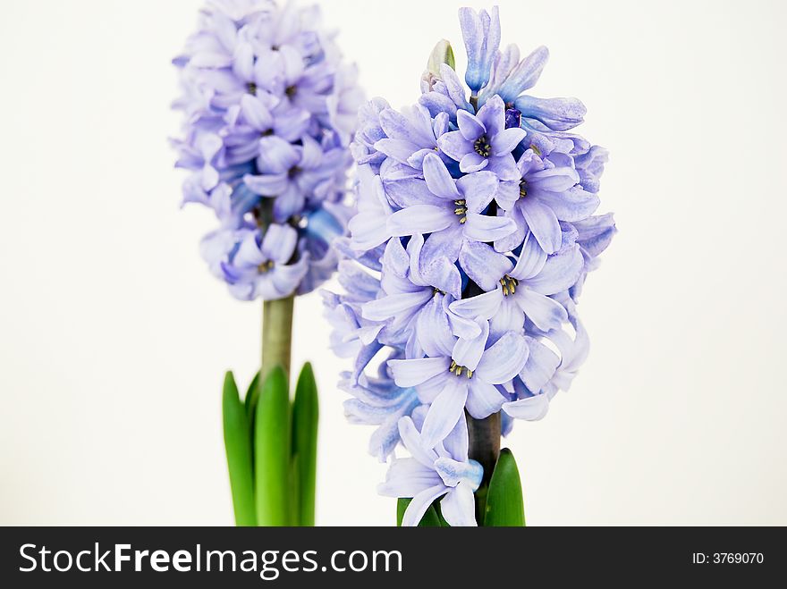 Two purple hyacinths islotaed on a white background. Focus on the front hyacinth.