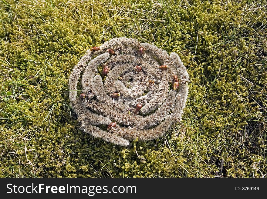 Arrangement with catkins on mossy ground. Arrangement with catkins on mossy ground