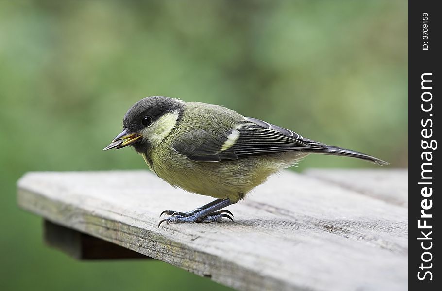 Young Great Tit - Parus major - with a sunflower seed. Young Great Tit - Parus major - with a sunflower seed.