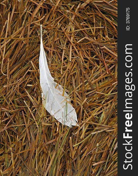 Wet feather on sea grass