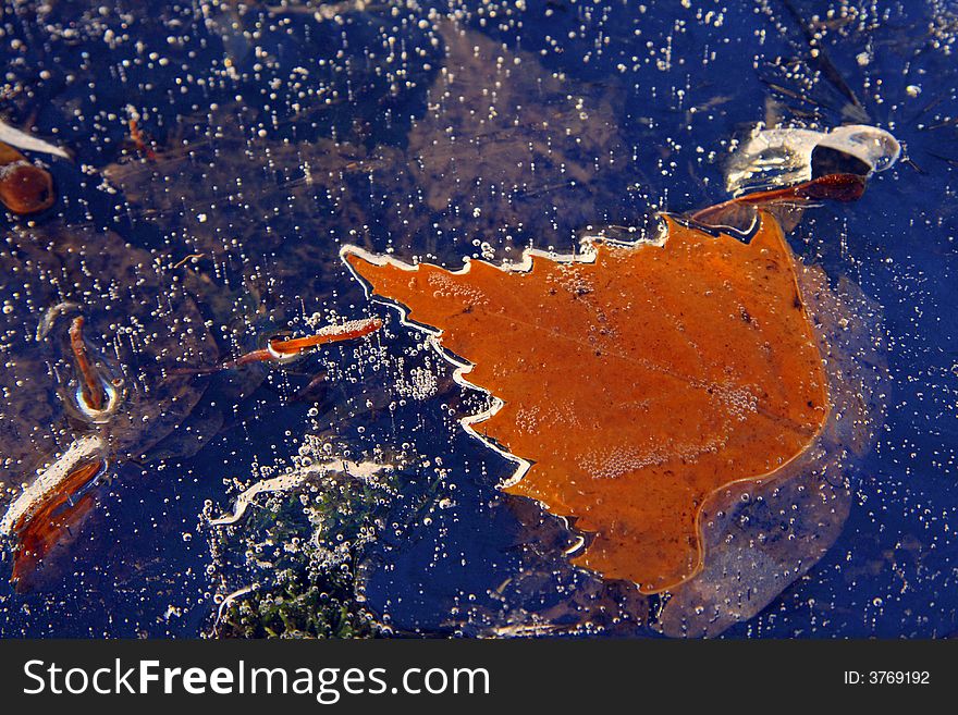 Foliage in a frozen pond, ice with bubbles. Foliage in a frozen pond, ice with bubbles