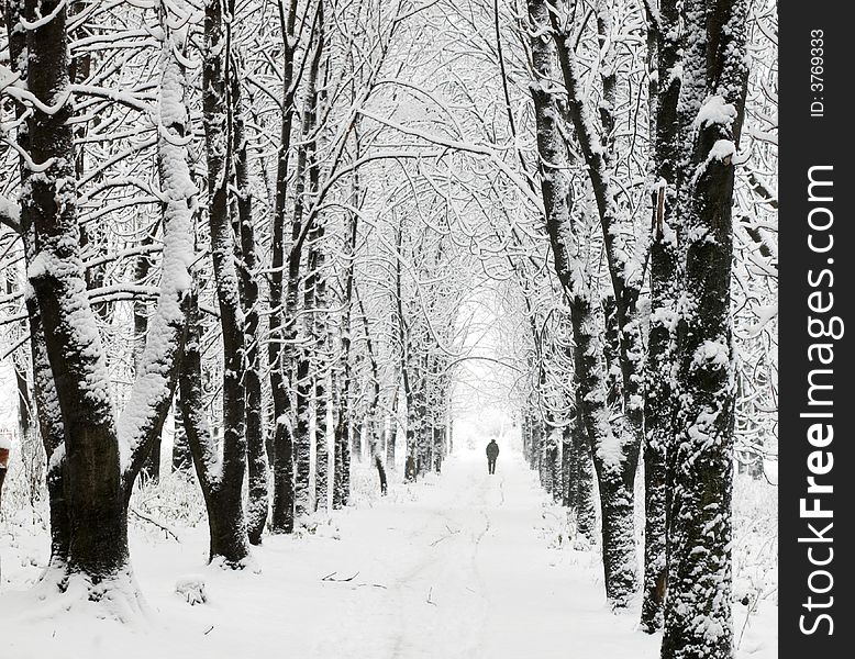A black and white image of lane in winter park. A black and white image of lane in winter park