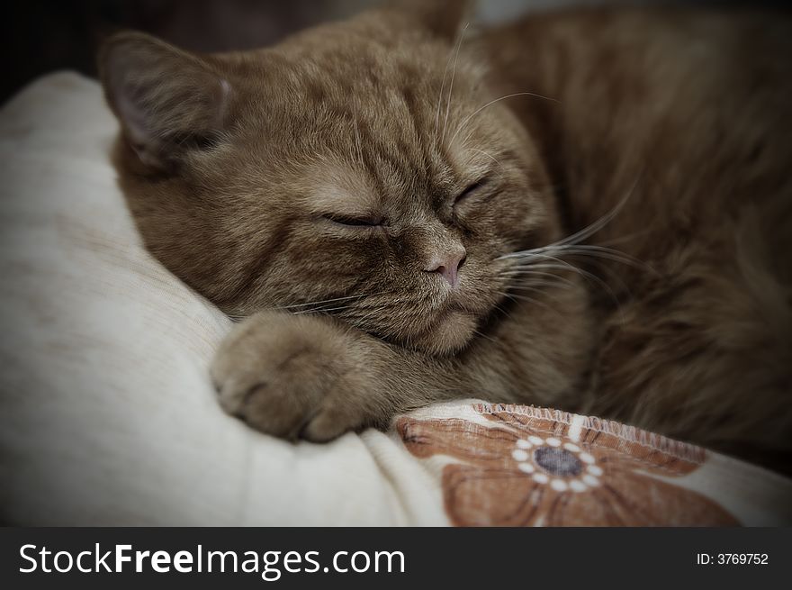 Young orange cat sleeping on bed. Young orange cat sleeping on bed