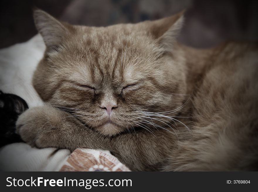 Young orange cat sleeping on bed. Young orange cat sleeping on bed