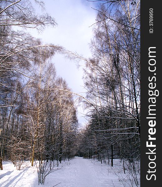 Forest road with snow and trees on background with blue sky and clouds. Forest road with snow and trees on background with blue sky and clouds