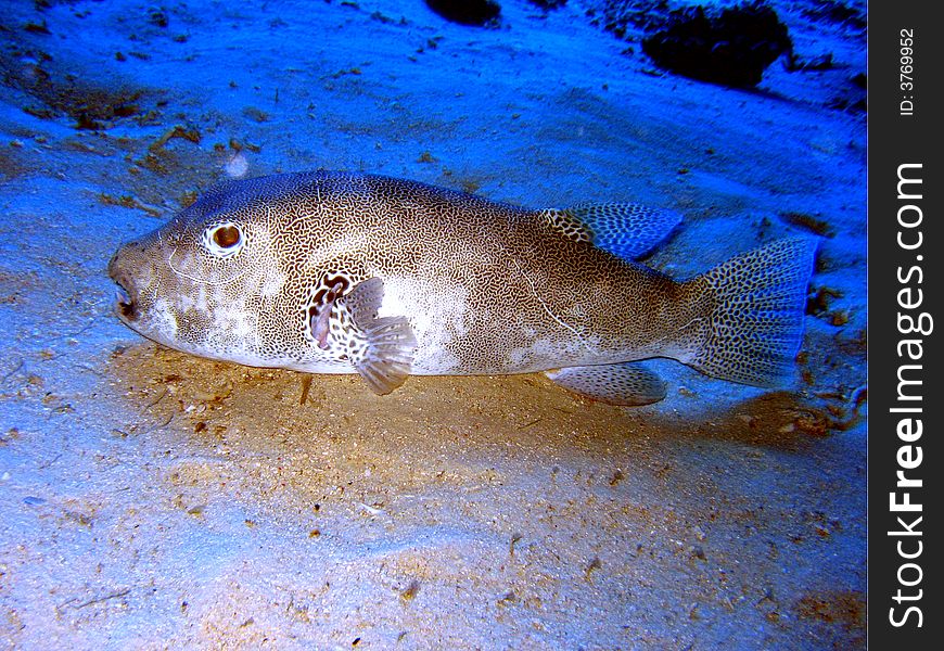 Giant Puffer Fish taking a break at the bottom.
